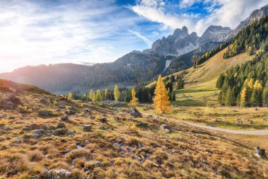Filzmoos 'da karaçam ormanı ve muhteşem gökyüzü olan dağların ve vadilerin muhteşem manzarası yer almaktadır. Yer: Filmooos, St. Johann im Pongau bölgesi, Salzburg eyaleti, Avusturya