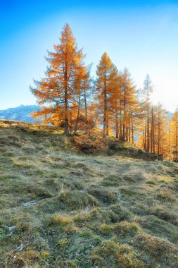 Grossglockner High Alpine Yolu 'ndaki muhteşem sonbahar manzarası. Popüler seyahat yeri. Yer: Grossglockner yüksek alp yolu, Salzburg ve Carinthia Eyaleti arasında, Avusturya