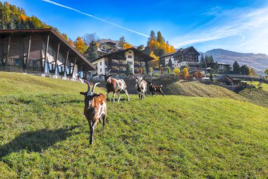 Grossglockner Dağı yakınlarındaki Heiligenblut köyünde şaşırtıcı sonbahar manzarası. Popüler seyahat yeri. Yer: Heiligenblut, Carinthia Eyaleti, Spittal an der Drau bölgesi, Avusturya