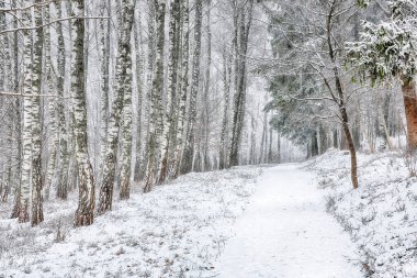 Şehir parkında karla kaplı ağaçlarla muhteşem bir manzara. Kış mevsiminin güzelliği.