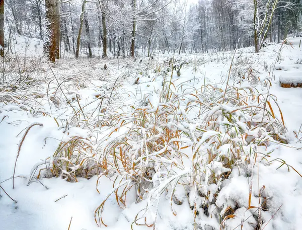 Şehir parkında karla kaplı ağaçlar ve çimlerle dolu muhteşem bir manzara. Kış mevsiminin güzelliği.