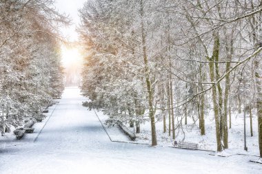 Şehir parkında karla kaplı ağaçlar ve Noel ağaçlarıyla göz kamaştırıcı bir manzara. Kış mevsiminin güzelliği.