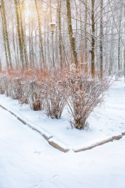 Bushes with snow and frost at city park on morning time. Beauty of winter clipart