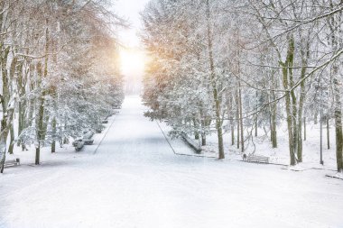 Şehir parkında karla kaplı ağaçlar ve Noel ağaçlarıyla göz kamaştırıcı bir manzara. Kış mevsiminin güzelliği.