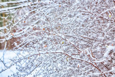 Karla kaplı donmuş çalıların muhteşem manzarası. Kış mevsiminin güzelliği.
