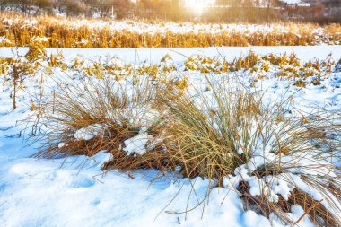 Kış boyunca karla kaplı çalılar ve çimlerle kaplı dondurucu bir gün batımı. Konum: Ternopil, Ukrayna, Avrupa