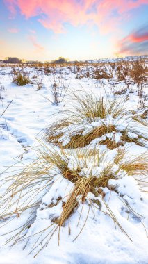Kış boyunca karla kaplı çalılar ve çimlerle kaplı dondurucu bir gün batımı. Konum: Ternopil, Ukrayna, Avrupa