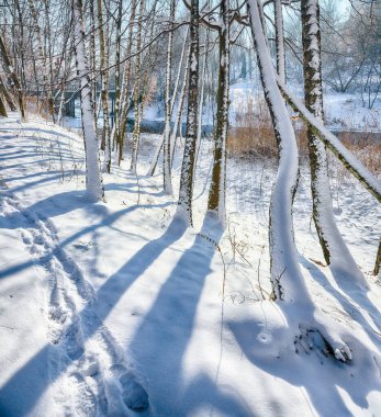 Şehir parkında karla kaplı huş ağaçları ve çimenleriyle hayret verici bir manzara. Kış mevsiminin güzelliği.
