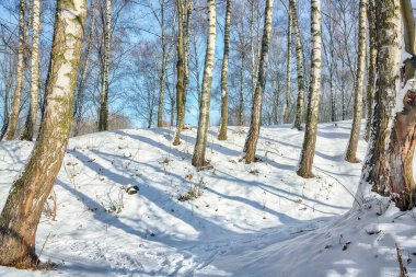 Şehir parkında karla kaplı huş ağaçları ve çimenleriyle hayret verici bir manzara. Kış mevsiminin güzelliği.