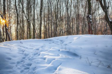 Şehir parkında kar altında ağaçlarla muhteşem bir kış günbatımı. Kış manzarası