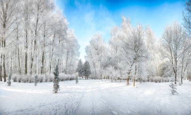 Şehir parkında karla kaplı ağaçlarla görkemli bir manzara. Kış mevsiminin güzelliği.