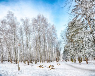 Şehir parkında karla kaplı ağaçların olduğu resim gibi bir manzara. Kış mevsiminin güzelliği.