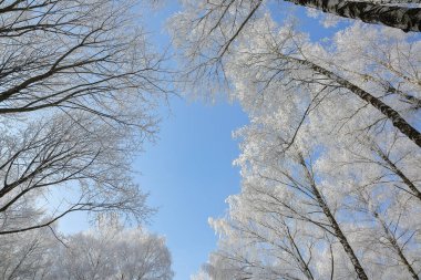 Şehir parkında karla kaplı huş ağaçları olan inanılmaz bir manzara. Kış mevsiminin güzelliği.