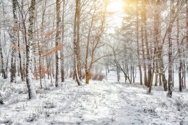 Şehir parkında karla kaplı ağaçlarla dolu inanılmaz bir manzara. Kış mevsiminin güzelliği.