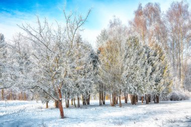 Şehir parkında karla kaplı ağaçların olduğu resim gibi bir manzara. Kış mevsiminin güzelliği.