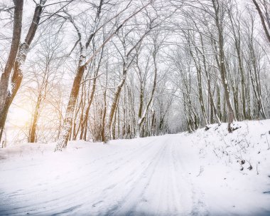 Ormandaki kış yolunun hayret verici manzarası. Kışın çok kar yağar.