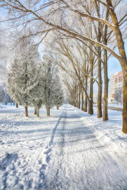 Şehir parkında karla kaplı ağaçların olduğu resim gibi bir manzara. Kış mevsiminin güzelliği.