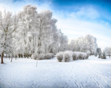 Şehir parkında karla kaplı ağaçlarla görkemli bir manzara. Kış mevsiminin güzelliği.