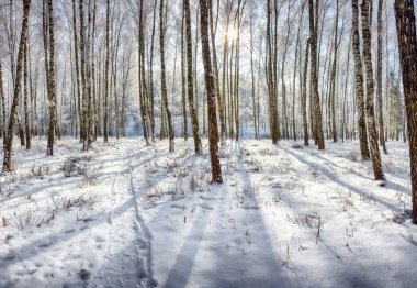 Şehir parkında karla kaplı huş ağaçları olan inanılmaz bir manzara. Kış mevsiminin güzelliği.