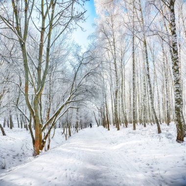 Şehir parkında karla kaplı ağaçların olduğu resim gibi bir manzara. Kış mevsiminin güzelliği.