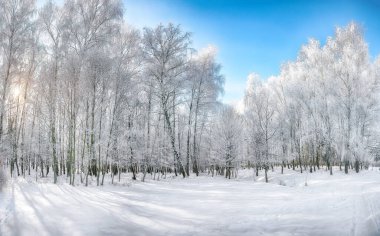 Şehir parkında karla kaplı ağaçlarla görkemli bir manzara. Kış mevsiminin güzelliği.