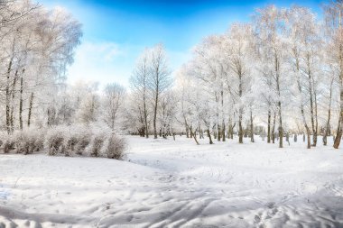 Şehir parkında karla kaplı ağaçların olduğu resim gibi bir manzara. Kış mevsiminin güzelliği.