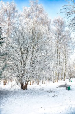 Şehir parkında karla kaplı ağaçlarla görkemli bir manzara. Kış mevsiminin güzelliği.