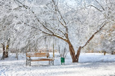 Parkın görkemli manzarası ve yoğun karla kaplı ağaçlar. Çok kar var. Kış manzarası