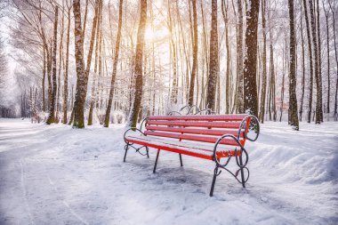 Yoğun karla kaplı park bankları ve ağaçların olağanüstü manzarası. Çok kar var. Kış manzarası
