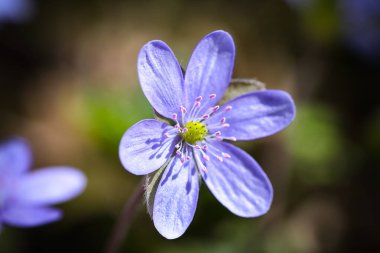 Yuvarlak çizgili hepatika çiçeğinin muhteşem manzarası. Yüzeyin derinliği. Bahar çiçeği makrosu.