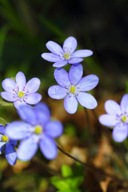 Yuvarlak çizgili hepatika çiçeğinin muhteşem manzarası. Yüzeyin derinliği. Bahar çiçeği makrosu.