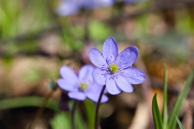 Yuvarlak çizgili hepatika çiçeğinin muhteşem manzarası. Yüzeyin derinliği. Bahar çiçeği makrosu.