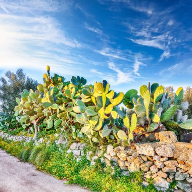 Doğa koruma alanının Milazzo Burnu 'nun muhteşem bahar manzarası. Konum: Milazzo Burnu, Tyrhenian Denizi, Sicilya Adası, İtalya, Avrupa