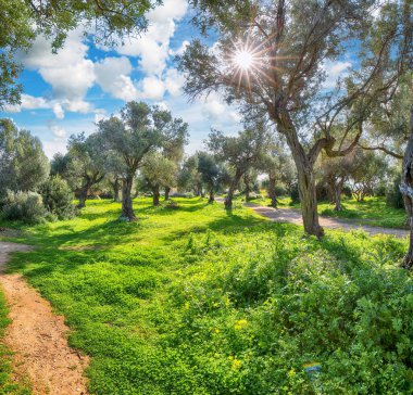Cape Milazzo 'daki çiçek açan zeytin bahçesinin gündüz manzarası inanılmaz. Mekan: Sicilya Adası, Milazzo Burnu, İtalya, Avrupa, Tyrhenian Denizi.