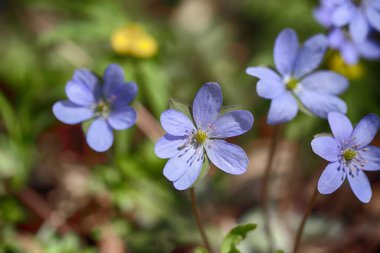 Yuvarlak çizgili hepatika çiçeğinin muhteşem manzarası. Yüzeyin derinliği. Bahar çiçeği makrosu.