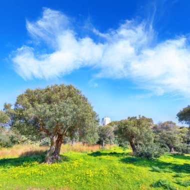 Gündüz vakti Cape Milazzo 'daki çiçek açan zeytin bahçesinin şaşılacak manzarası. Mekan: Sicilya Adası, Milazzo Burnu, İtalya, Avrupa, Tyrhenian Denizi.