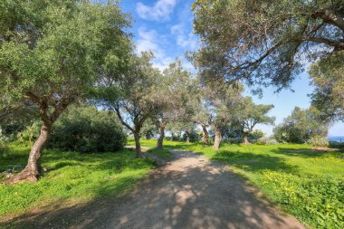 Gündüz vakti Cape Milazzo 'daki çiçek açan zeytin bahçesinin şaşılacak manzarası. Mekan: Sicilya Adası, Milazzo Burnu, İtalya, Avrupa, Tyrhenian Denizi.