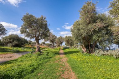 Cape Milazzo 'daki çiçek açan zeytin bahçesinin gündüz manzarası inanılmaz. Mekan: Sicilya Adası, Milazzo Burnu, İtalya, Avrupa, Tyrhenian Denizi.