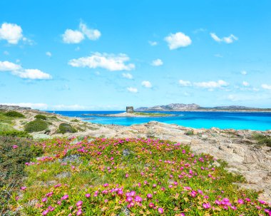 Torre della Pelosa ile ünlü La Pelosa plajında inanılmaz çiçekler açıyor. Konum: Stintino, Sassari ili, İtalya, Avrupa
