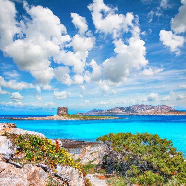 Torre della Pelosa ile ünlü La Pelosa plajında inanılmaz çiçekler açıyor. Konum: Stintino, Sassari ili, İtalya, Avrupa