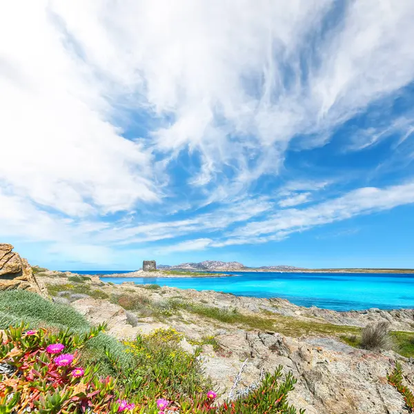 Torre della Pelosa ile ünlü La Pelosa plajında inanılmaz çiçekler açıyor. Konum: Stintino, Sassari ili, İtalya, Avrupa