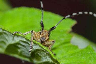 Yeşil yapraklı böceğin inanılmaz manzarası. Çok yakın çekim.
