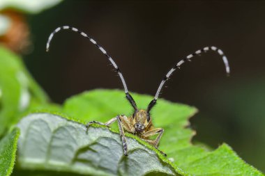Yeşil yapraklı böceğin inanılmaz manzarası. Çok yakın çekim.
