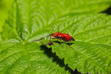 Yeşil yaprağın üzerinde oturan kırmızı böcek. Kapat.