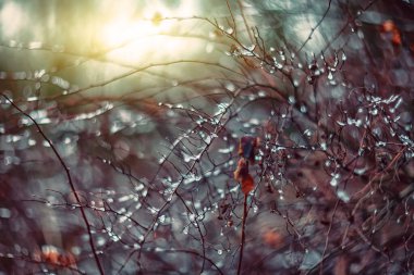 İnanılmaz soyut ve bulanık arkaplan, dallar ve yağmur damlalarıyla. Kapat.