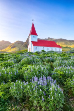 Vikurkirkja Hristiyan kilisesinin çiçek açan lupin çiçeklerinin dokunaklı manzarası. Popüler turizm merkezinin manzaralı görüntüsü