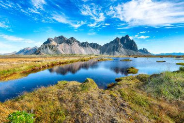 Etkileyici güneşli bir gün ve İzlanda 'daki Stoksnes Pelerini' nde lupin çiçekleri. Konum: Stoksnes Pelerini, Vestrahorn (Batman Dağı), İzlanda, Avrupa.
