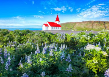Vikurkirkja Hristiyan kilisesinin çiçek açan lupin çiçeklerinin dokunaklı manzarası. Popüler turizm merkezinin manzaralı görüntüsü