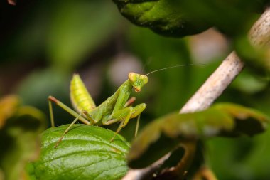 Praying Mantis 'in arka plandaki bulanık fotoğrafı inanılmaz. Peygamber devesi makro görünümü.