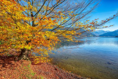 Sell Am See şehir parkındaki göl ve ağaçların muhteşem sonbahar manzarası. Gölün üzerinde güneşli harika bir gün.